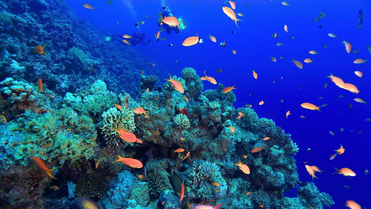 Bunaken – Diving Paradise